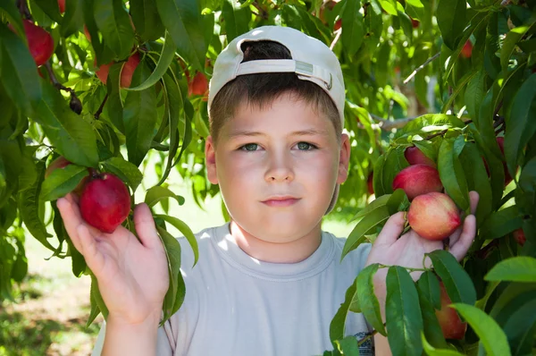 De jongen in de buurt van de perzikboom — Stockfoto