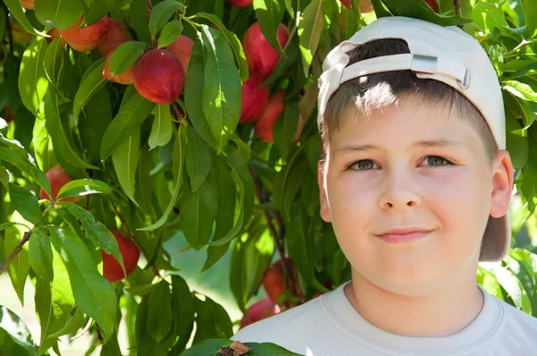 Pojken nära trädet persika — Stockfoto