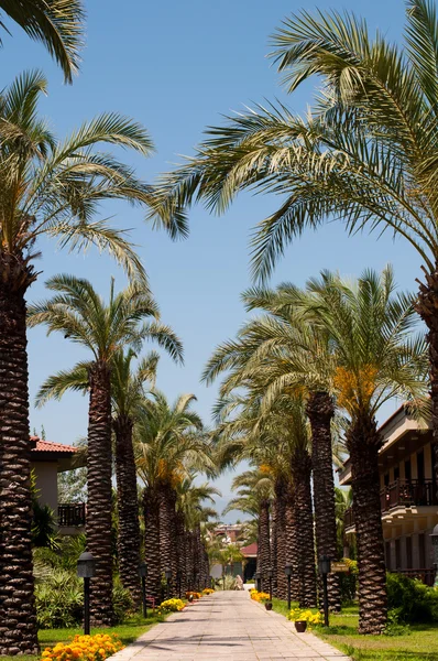 Palm Alley en un hotel tropical — Foto de Stock