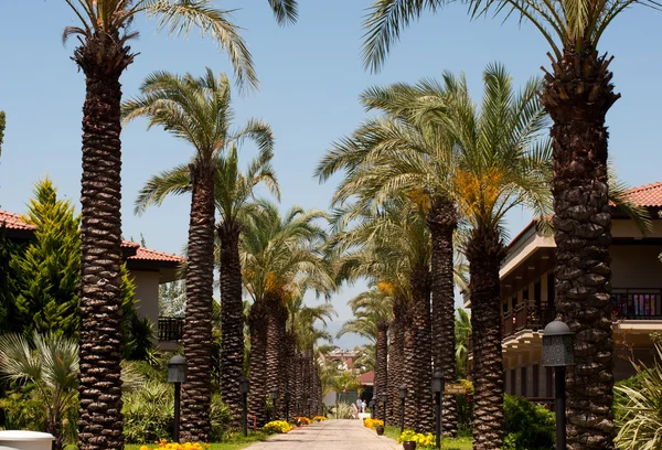Palm Alley in a tropical hotel — Stock Photo, Image