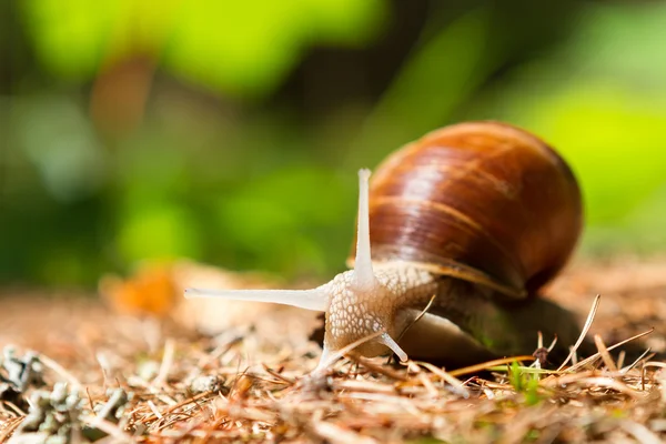 stock image Snail in the woods