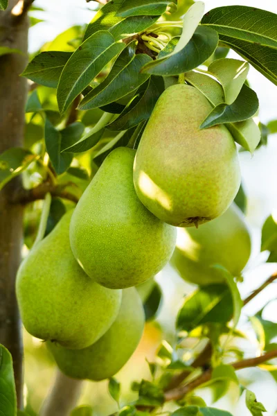 Närbild av ett päron — Stockfoto
