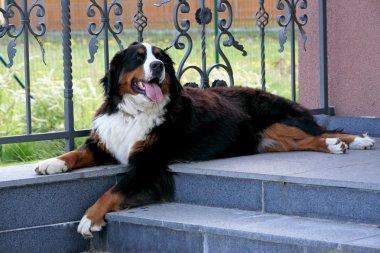 Bernese dağ köpeği