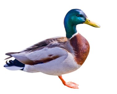 Mallard duck on white