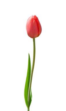 Beautiful red tulip on white background clipart