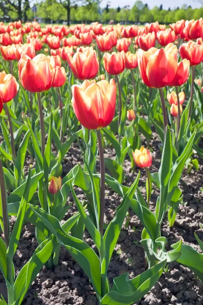 Belles tulipes rouges et jaunes — Photo