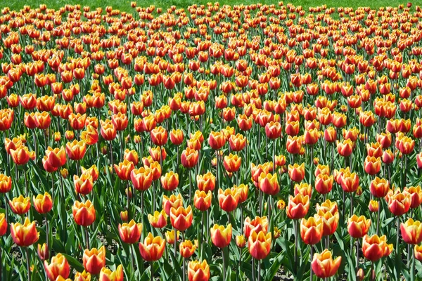 Krásné červené a žluté tulipány — Stock fotografie
