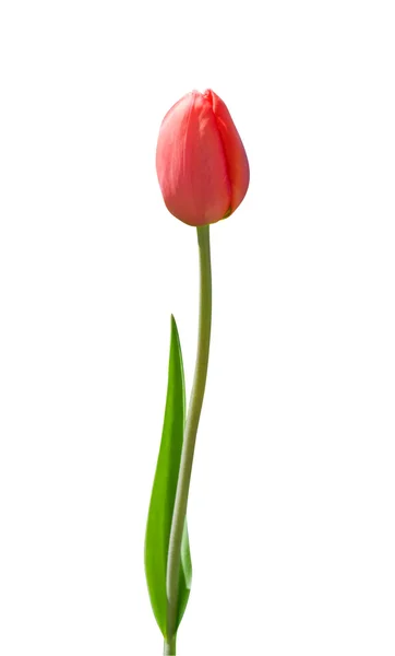 Piękny czerwony tulipan na białym tle — Zdjęcie stockowe