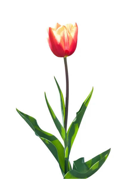 Krásný červený a žlutý Tulipán na bílém pozadí — Stock fotografie