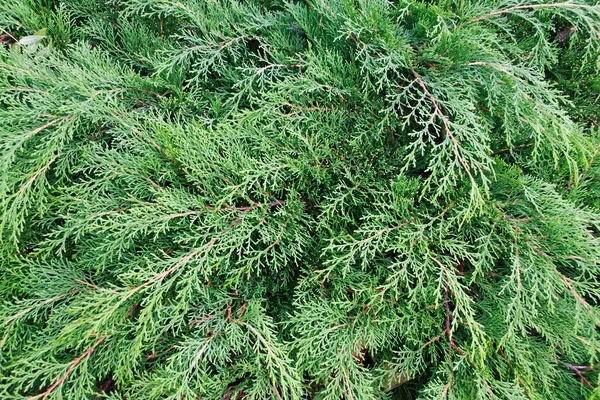 Cypress (tuja, arborvitae) háttér — Stock Fotó