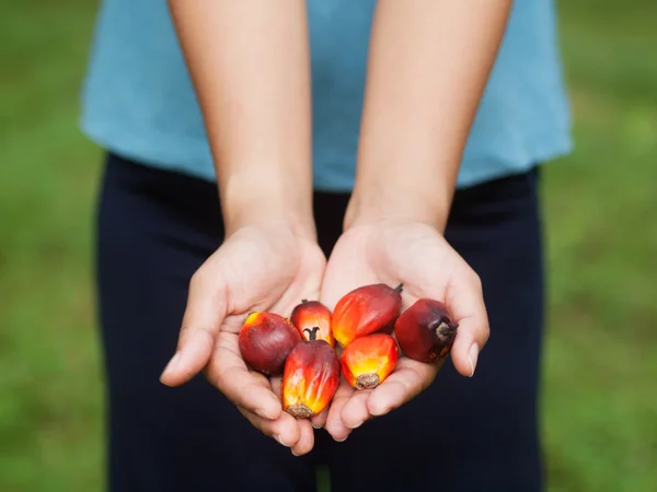 Oil palm fruits Stock Photo