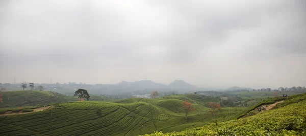 Paisagem de plantação de chá na Indonésia Imagens Royalty-Free