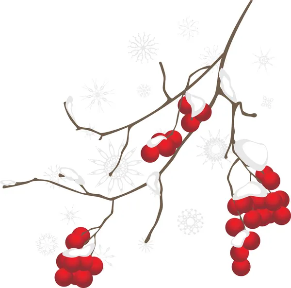 Branche de Rowan dans la neige — Image vectorielle