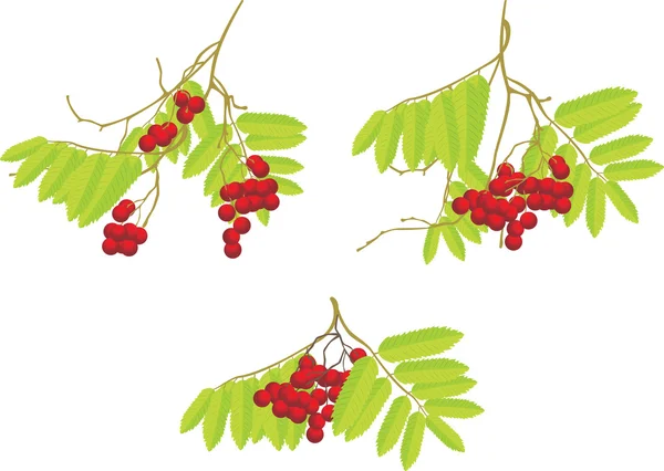 Trois branches de rowan — Image vectorielle