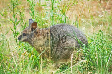 kanguru