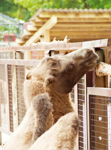 Stock image Camel in zoo