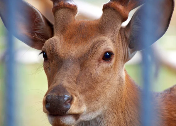 stock image Deer in zoo