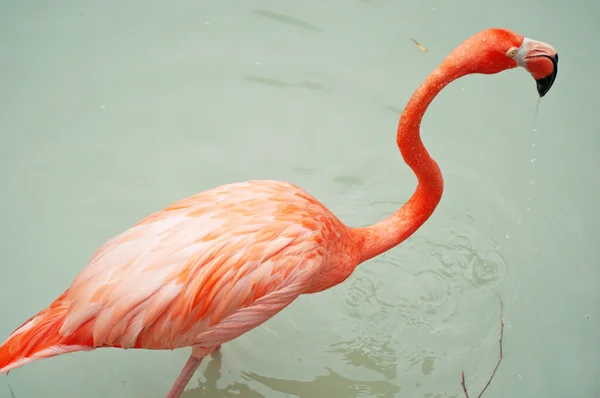 stock image Flamingos