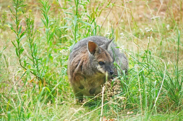 kanguru