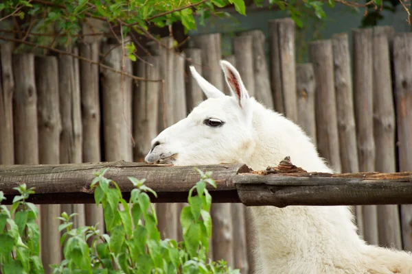 Lama in zoo — Stock Photo, Image