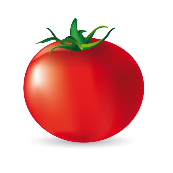 Tomatenvektor — Stockvektor