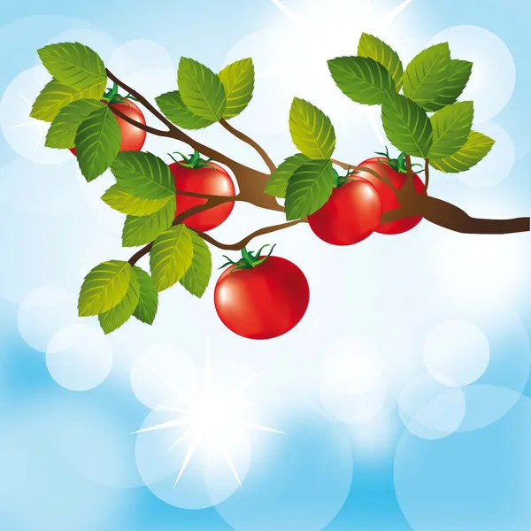 Árbol de tomate — Vector de stock