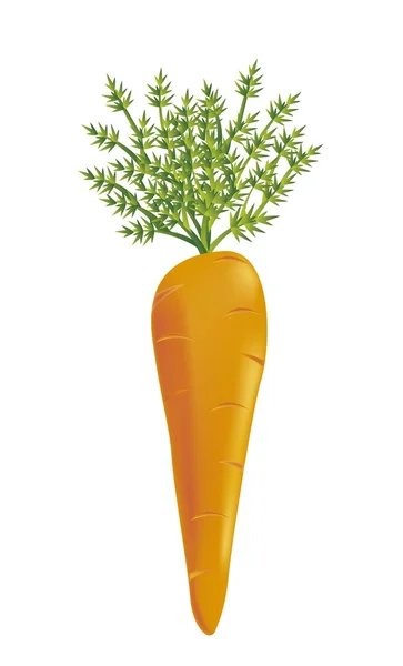 Vector de zanahoria — Vector de stock
