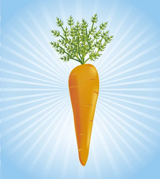 Vector de zanahoria — Archivo Imágenes Vectoriales