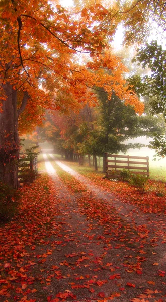 Caminho de outono enevoado — Fotografia de Stock