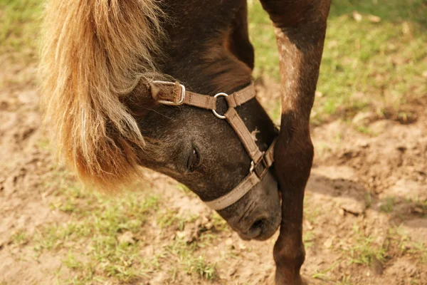 Cavalo com Blonde Mane — Fotografia de Stock