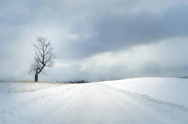 Snowy Country Road com árvore — Fotografia de Stock