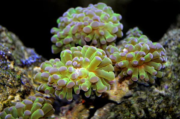 stock image Pink Tipped Metallic Green Frogspawn Coral