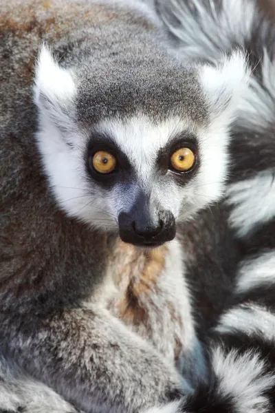 Olhar de Lemur — Fotografia de Stock