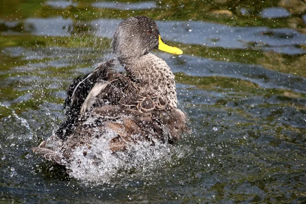 Splashing Duck — Stock Photo, Image