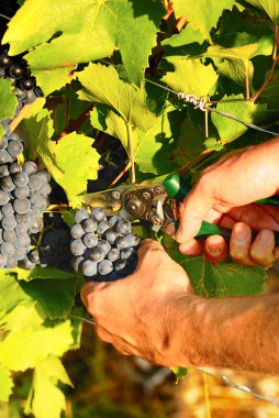 Harvest time clipart