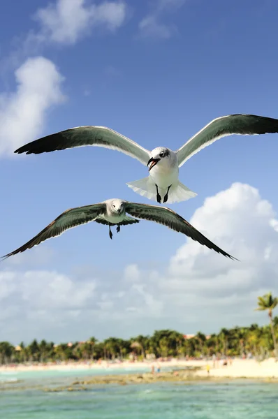A beautiful seagull — Stock Photo, Image