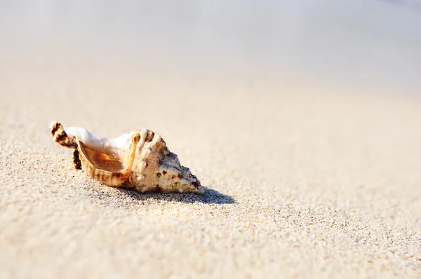 Conchas de mar en la playa —  Fotos de Stock