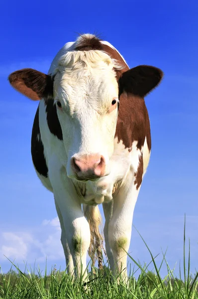 A vaca mais bonita — Fotografia de Stock