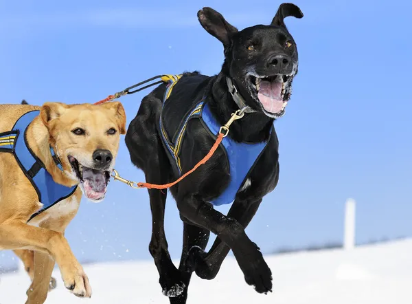 Sportliche Hunde — Stockfoto