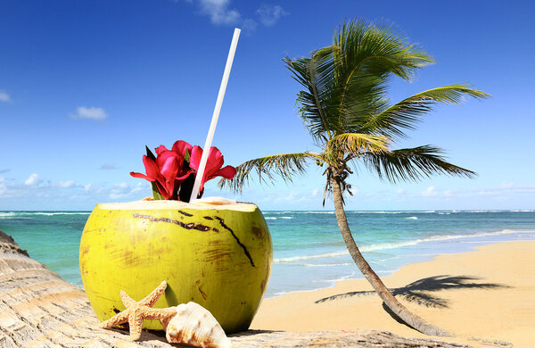 Palm tree in a tropical beach