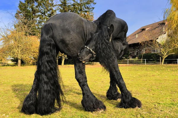 Fekete fríz ló — Stock Fotó