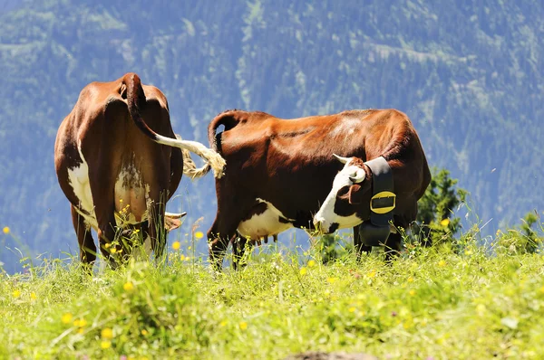 Δύο αγελάδες των Άλπεων το καλοκαίρι — Φωτογραφία Αρχείου