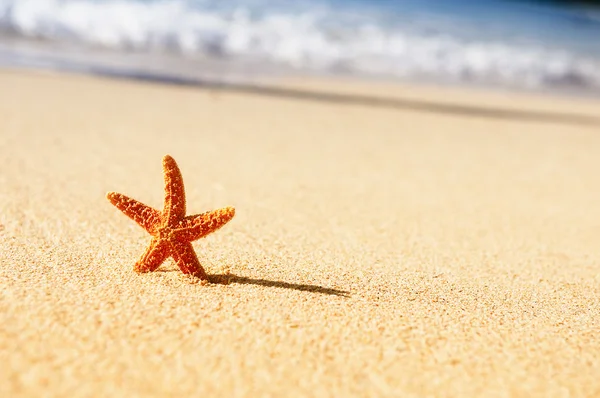 Estrella de mar en vacaciones —  Fotos de Stock
