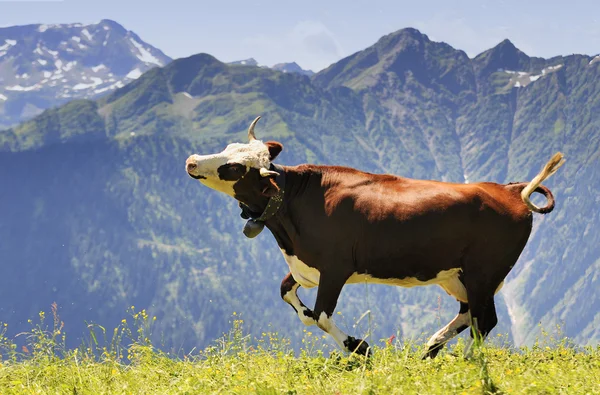 Vaca loca está saltando en la montaña — Foto de Stock