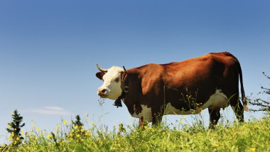 Alpine cows in summer clipart