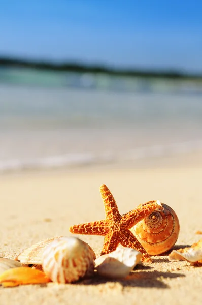 Papier blanc plage sable étoiles de mer coquilles été — Photo