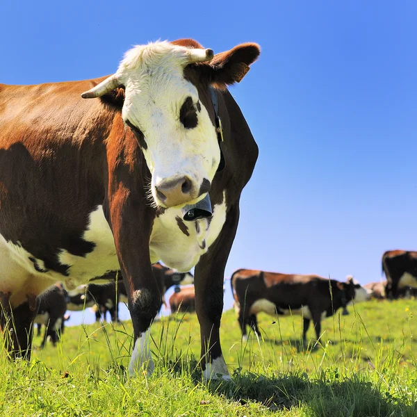 Alpine cows in summer — Stock Photo, Image