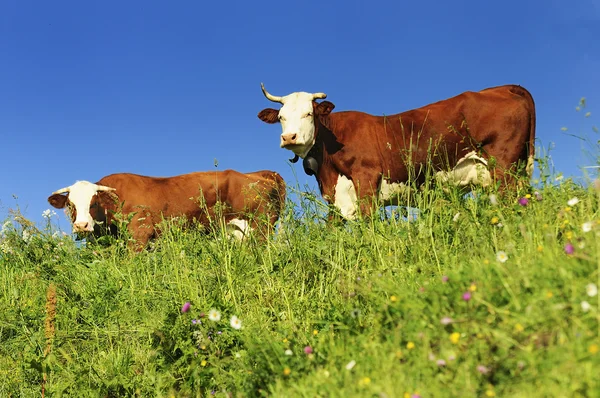 Two alpine cows in summer — Stock Photo, Image