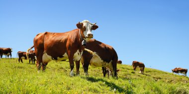 Alpine cows in summer clipart