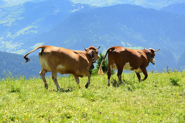 Vaca loca está saltando en la montaña —  Fotos de Stock